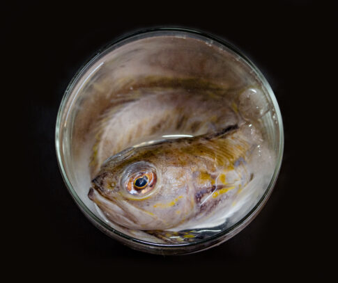pesce con sguardo intenso in bicchiere