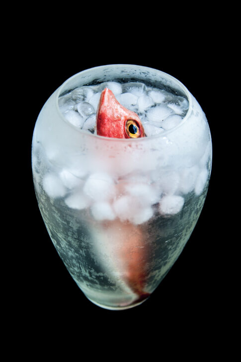 pesce rosso con sguardo intenso in vaso riempito di ghiaccio