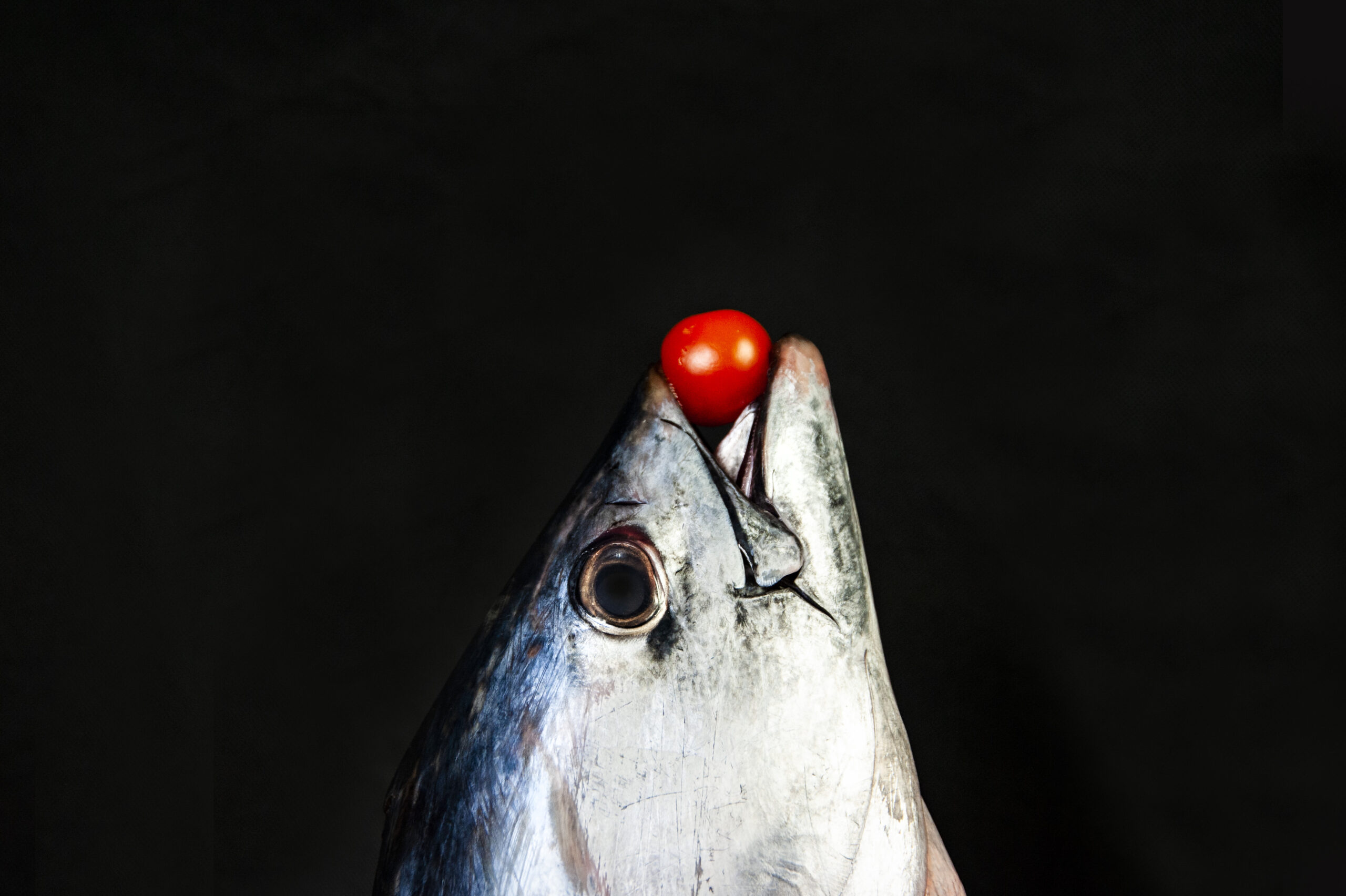 still life artistico di pesci della fotografa Jenny Liedholm