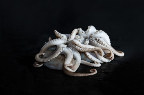 still life octopus by Jenny Liedholm